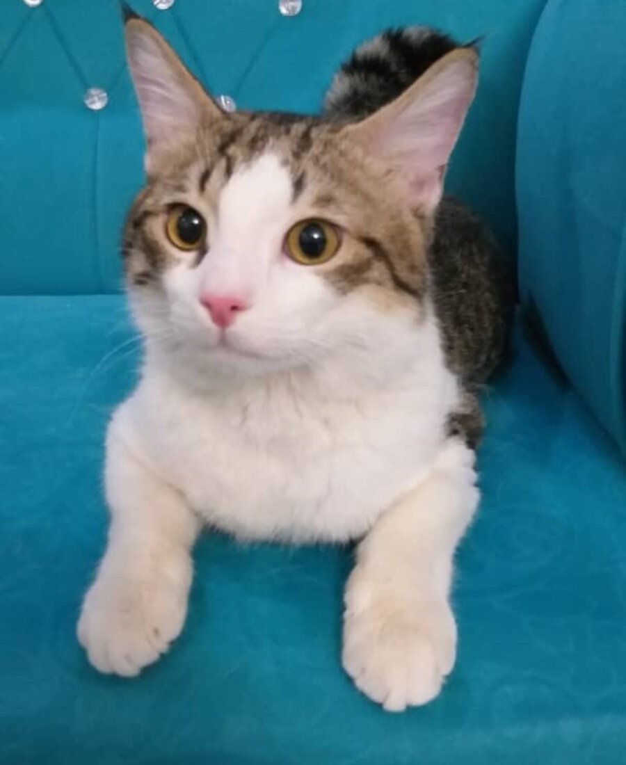 Alborz, weiss-getigerte Katze