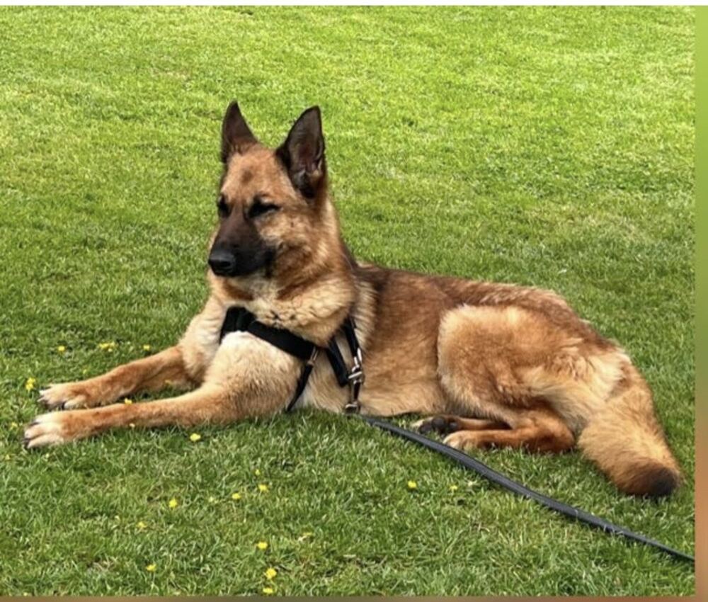 Amber, liegt entspannt auf einer Wiese