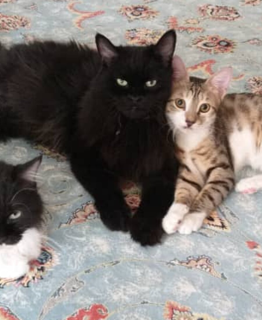 Azad zusammen mit anderen Katzen
