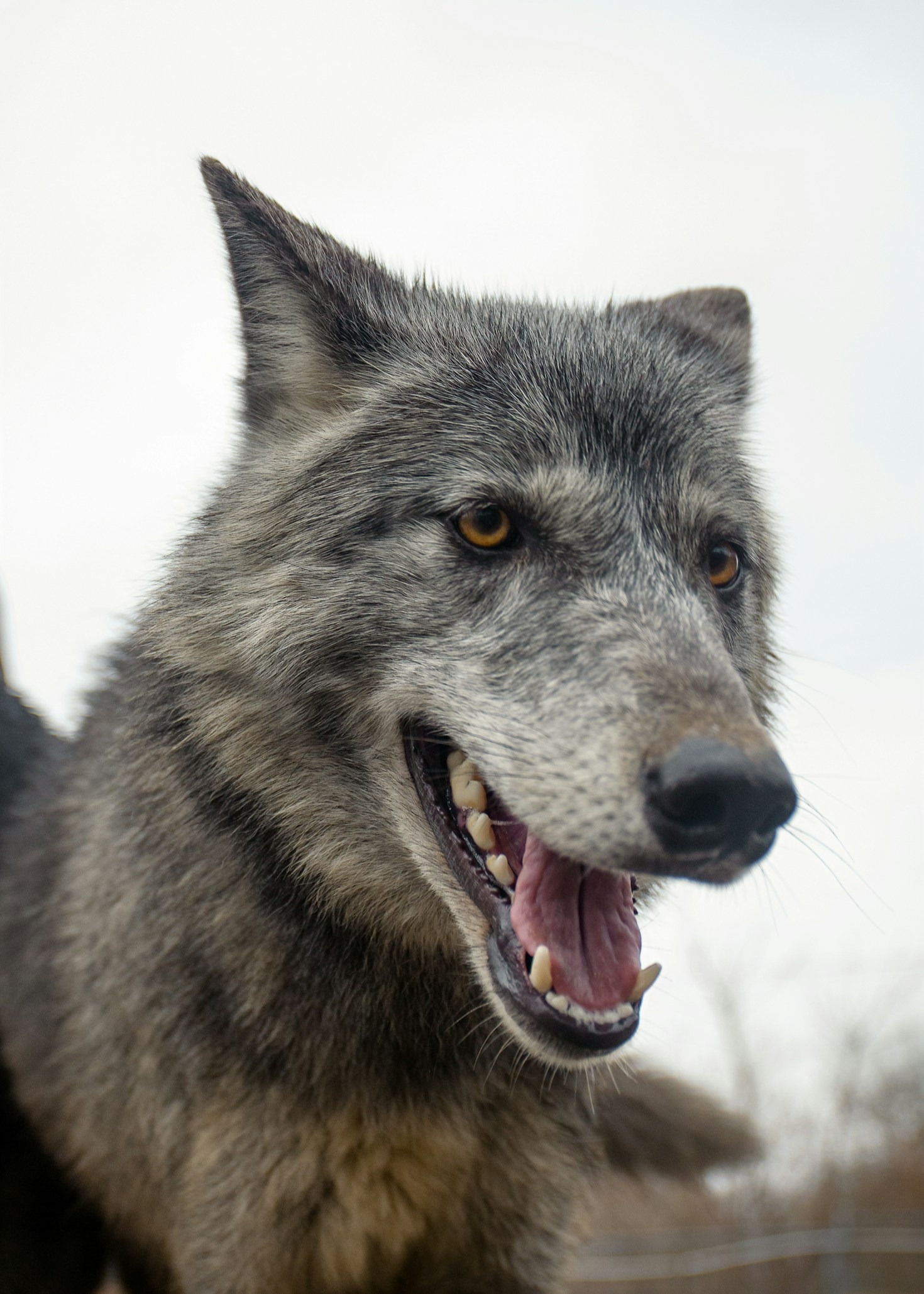 Wie wir Tiere in Not erfolgreich retten