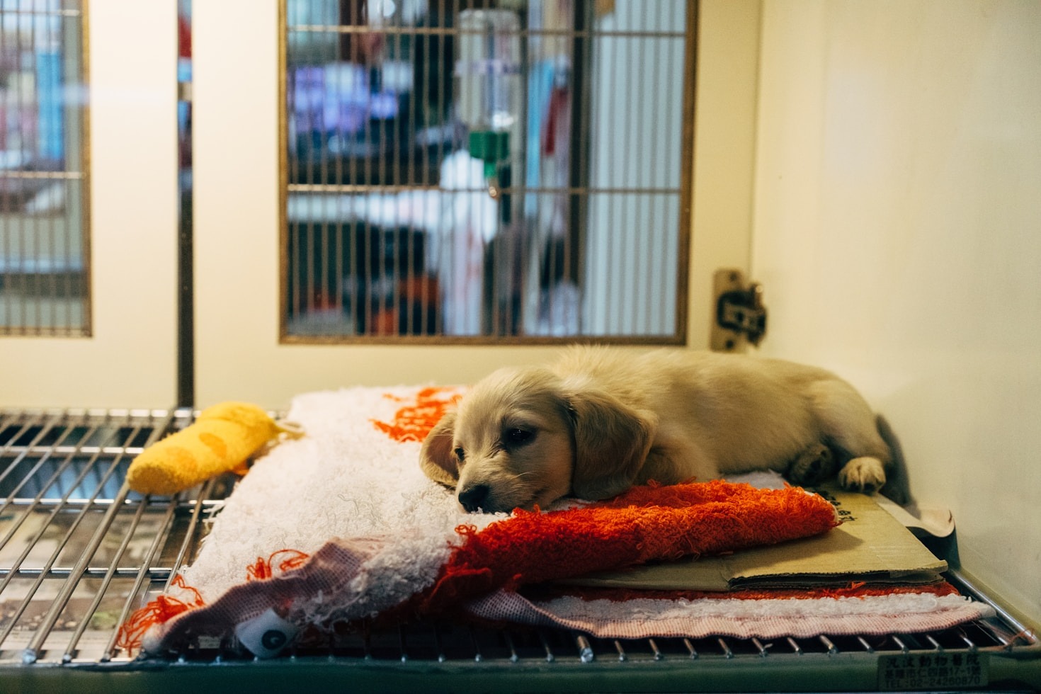 Warum Tiervermittlung so entscheidend ist